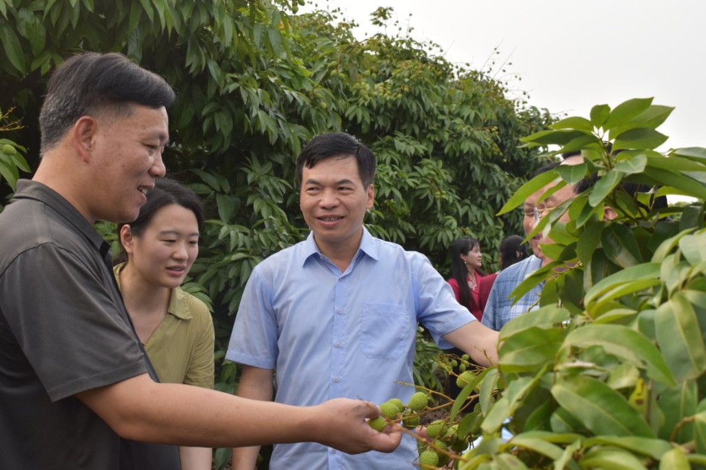 Tham tán Công sứ, Đại sứ quán Trung Quốc tại Việt Nam thăm vùng sản xuất vải Tân Yên