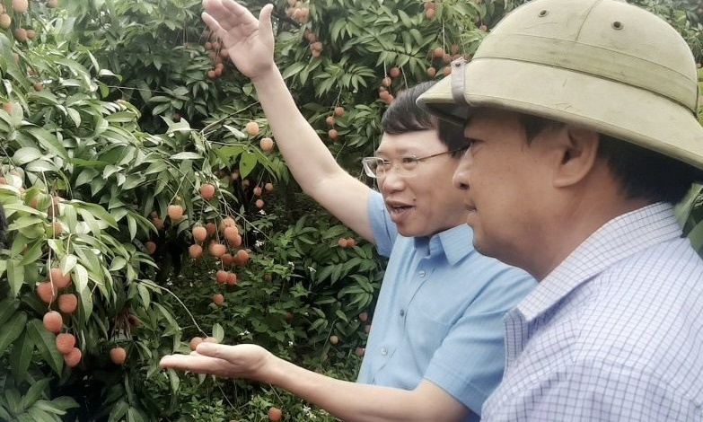 Đồng chí Chủ tịch UBND tỉnh thăm các mô hình sản xuất nông sản tại Phúc Hòa, Ngọc Châu