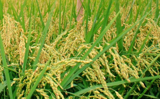 Nhân rộng sản xuất lúa Nhật trong vụ mùa