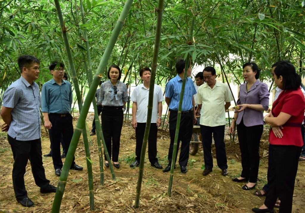 Đoàn công tác huyện Gia Bình thăm quan, tìm hiểu mô hình măng lục trúc tại Tân Yên