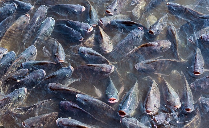 Triển khai mô hình ứng dụng công nghệ số  vào nuôi cá rô phi thâm canh.