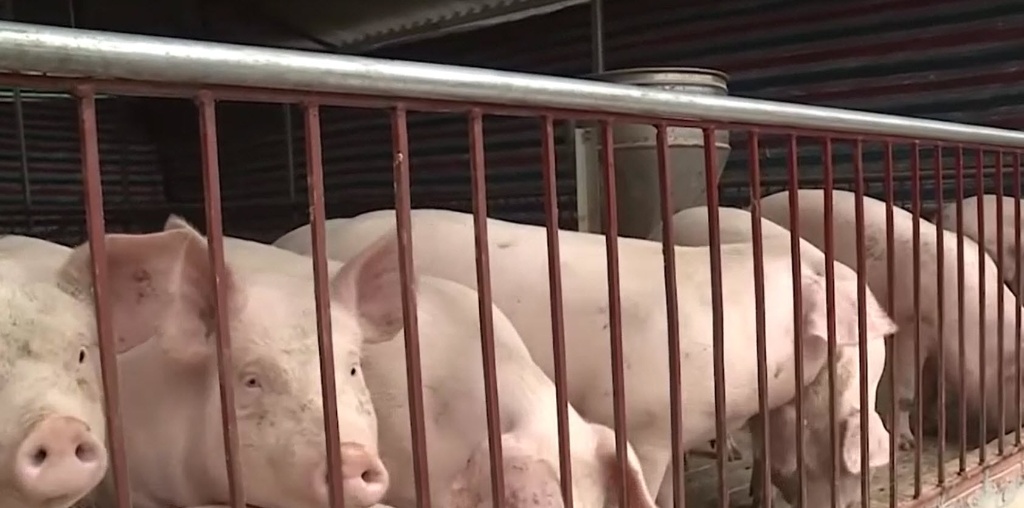 Ngọc Châu tập huấn chăn nuôi lợn nái cho 30 hộ chăn nuôi