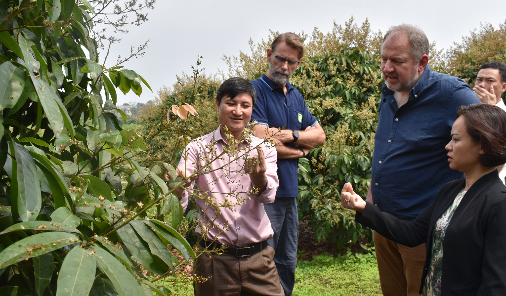 Chuyên gia Hà Lan thăm vùng trồng vải xuất khẩu tại Phúc Hòa|https://tanyen.bacgiang.gov.vn/chi-tiet-tin-tuc/-/asset_publisher/Enp27vgshTez/content/chuyen-gia-ha-lan-tham-vung-trong-vai-xuat-khau-tai-phuc-hoa