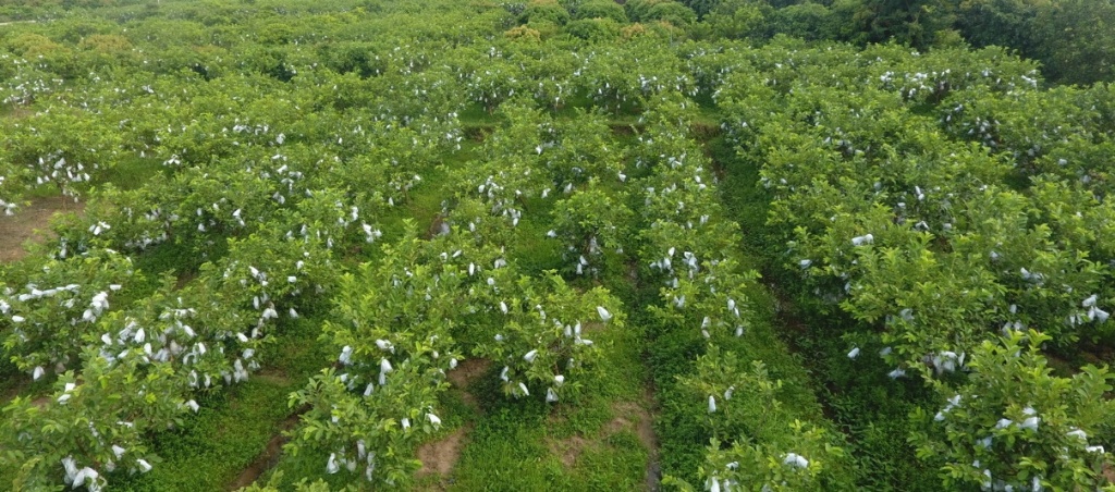 Ra mắt tổ hội nghề nghiệp trồng cây ổi lê Đài Loan