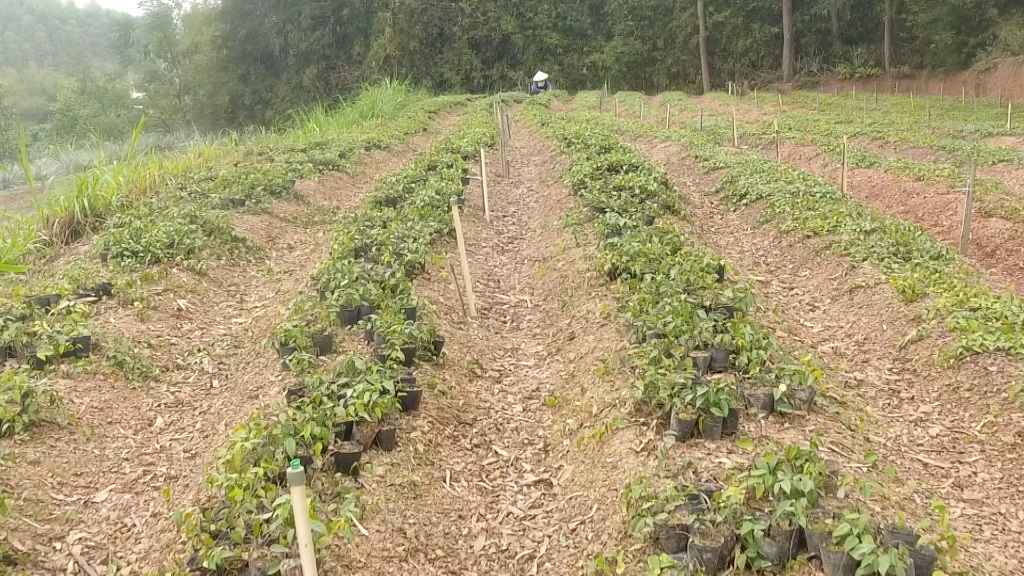 Tân Yên đã trồng 125 ha sâm nam