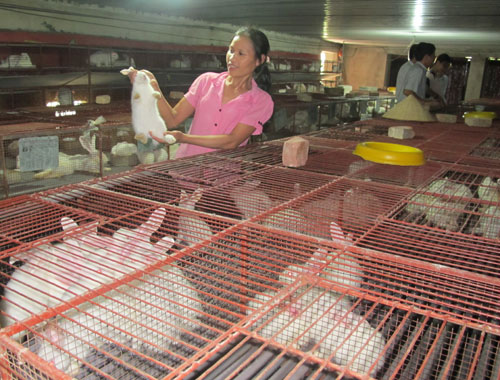 Việt Ngọc nhân rộng mô hình kinh tế trang trại 