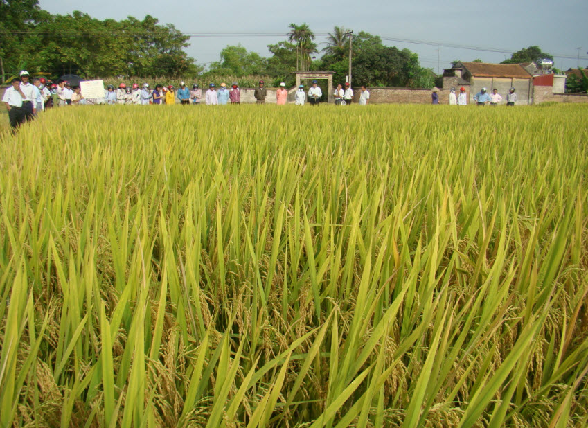 Hỗ trợ nông dân sản xuất lúa chất lượng cao  