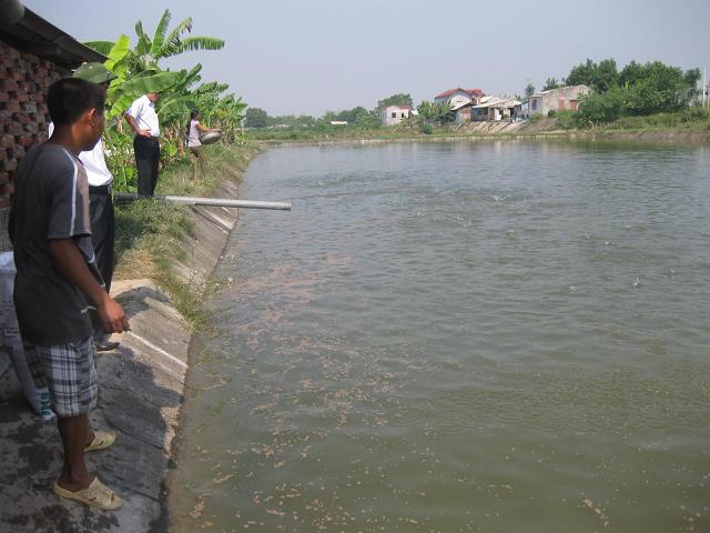 Mô hình nuôi cá thâm canh tập trung ở Tân Yên 