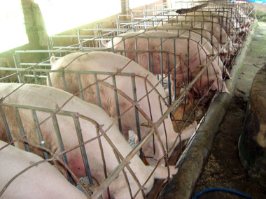 Thu lãi cao từ nuôi lợn siêu nạc khép kín