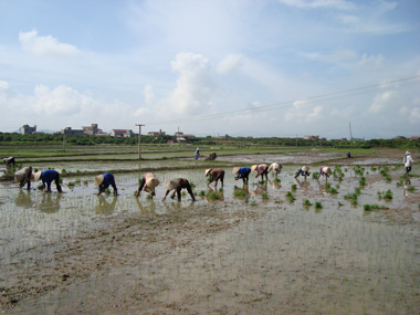 Chủ động nguồn thóc giống và phân bón cho gieo cấy lúa vụ mùa
